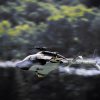 200606_1.jpg Exceed RC MadHawk 4-Channel RC Helicopter RTF Fixed Pitch – 100% Ready-to-Fly Fully Loaded w/ LCD Remote Control (Black AirWolf)